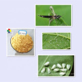 Manufacturer Supply Pesticide Nitenpyram 95%TC